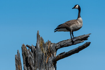 Canada Goose (Branta canadensis) on the Watch