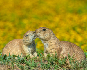 Prairie Dogs in yellow flowers