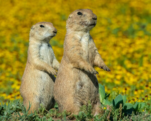 Prairie Dogs in yellow flowers