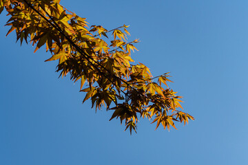 Japanese maple Acer palmatum Atropurpureum. Orange young leaves on branch of Japanese maple on background of blue spring sky. Landscaped garden. Close-up. Nature concept for design.