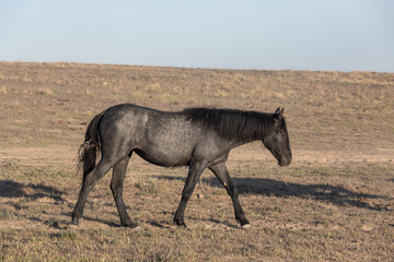 Wild Horse in the Utah Desert in Spring