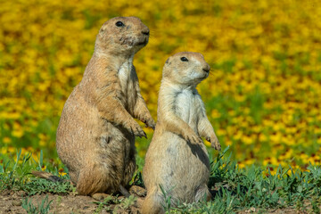 Prairie Dogs in yellow flowers
