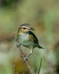 Red-eyed Vireo