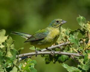Immature Male Painted Bunting