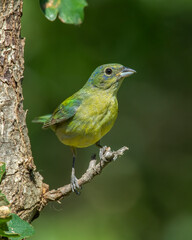 Immature Male Painted Bunting