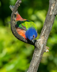 Male Painted Bunting