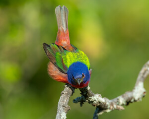 Male Painted Bunting