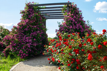 Fototapeta premium Pergola porośnięta różowymi pnącymi różami odmiany perenial blue. Obok kwitnące czerwone róże.