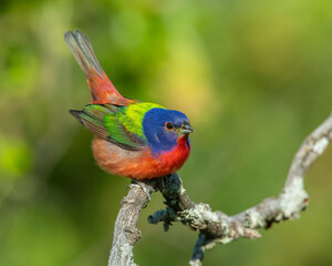 Male Painted Bunting