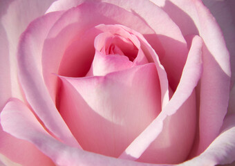 A close-up of a delicate pink rose