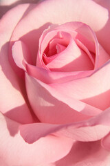 Kwiat delikatnej różowej róży w zbliżeniu