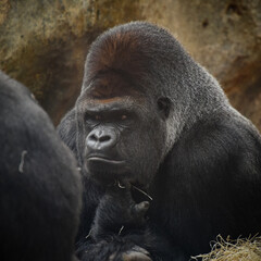 Obraz premium gorilla