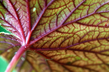 Blatt einer Japan-Begonie