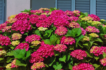 Beautiful red flowers of hydrangea  (  Hydrangea macrophylla ) near house