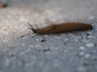 Nackt auf der Straße