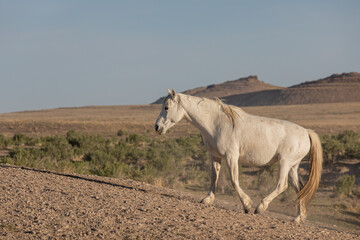 Wild Horse in the Utah Desert in Spring
