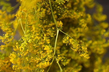 yellow flowers close-up. soft focus. texture of yellow flowers