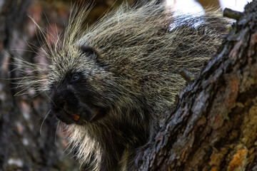 Porcupine (Erethizon dorsatum), WA, USA