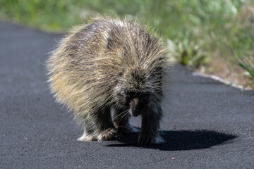 Porcupine (Erethizon dorsatum), WA, USA