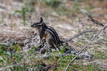 Yellow-pine Chipmunk (Tamias amoenus), Turnbull Wildlife Refuge, WA