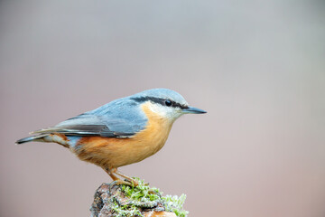 Eurasian Nuthatch (Sitta europaea) in the nature protection area Moenchbruch near Frankfurt, Germany.