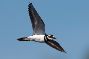 Killdeer (Charadrius vociferus) in Flight