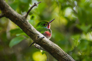 Cuban Tody (Todus multicolor)
