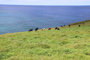 Troupeau de vaches, prairie en bord de mer à l'île de Pâques