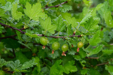 Gooseberry branch with fruit after rain in the garden
