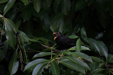 Blackbird with orange beak eats a berry off a bush while resting on a branch