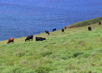 Vaches dans une prairie à l'île de Pâques