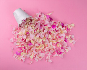 Obraz na płótnie Canvas Pink Carnation Petals Texture, Dianthus or Schabaud Background