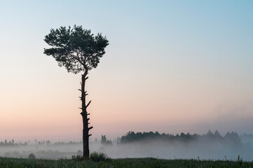 Morning landscape. A lone pine tree against the dawn sky and a forest in the fog.