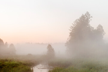Morning landscape. The edge of the forest against the background of the dawn sky in a hazy haze.