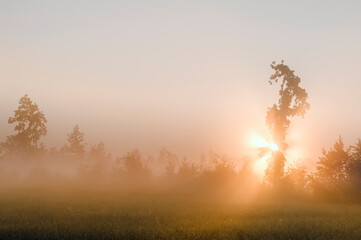 Morning landscape. The edge of the forest against the background of the dawn sky in a hazy haze. The sun's rays break through the fog.