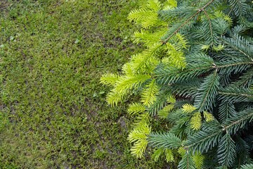 Caucasian spruce, Christmas tree. Young bright green growths on branches of coniferous fir Nordmann or Caucasian fir, Abies nordmanniana. Green grass as background. Close-up There is place for text.