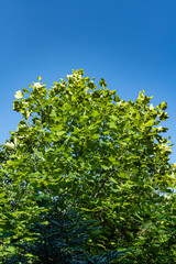 Fototapeta premium Tulip tree against blue sky. Huge light green leaves of tulip tree against blue sky. Summer landscape garden. Nature concept for design.
