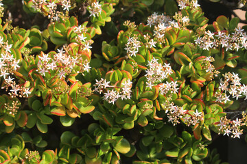 Small delicate white flowers on a Japanese Rubber plant growing in a garden. Crassula ovata