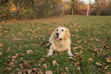 Golden retriever is lying in grass. She is looking into the camera.