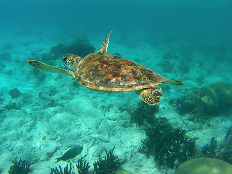 Under water picture of a turtle swimming in the Caribbean ocean of Bonaire