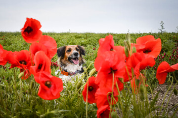 Portrait of Black and white Bohemian Spotted Dog, who is hidding in poppy seed. He is so cute