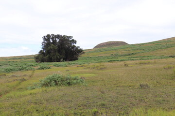 Prairie à l'île de Pâques