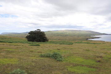 Prairie à l'île de Pâques	