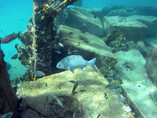 Underwater picture of various kinds of fish and a large Bermuda Chub or Pacific drummer and coral