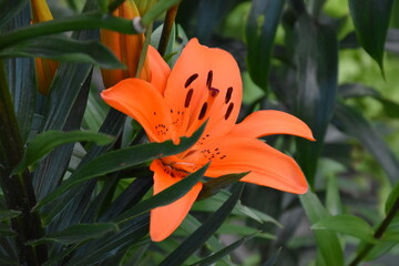 Kwiaty lilie w ogrodzie © merko