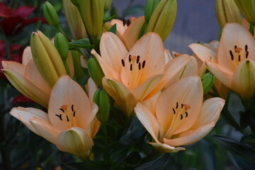 Kwiaty lilie w ogrodzie © merko