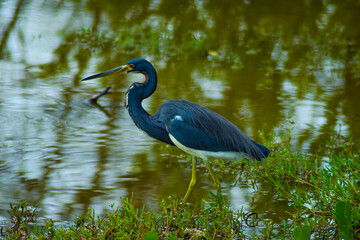 Tricolored heron (Egretta tricolor)