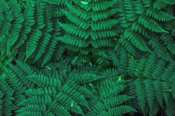 Naklejka na ściany i meble Green fern background