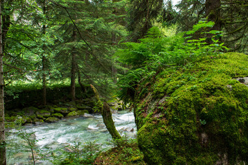 Obraz premium stream in the forest
