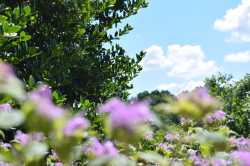 Flowers and trees in a botanical garden